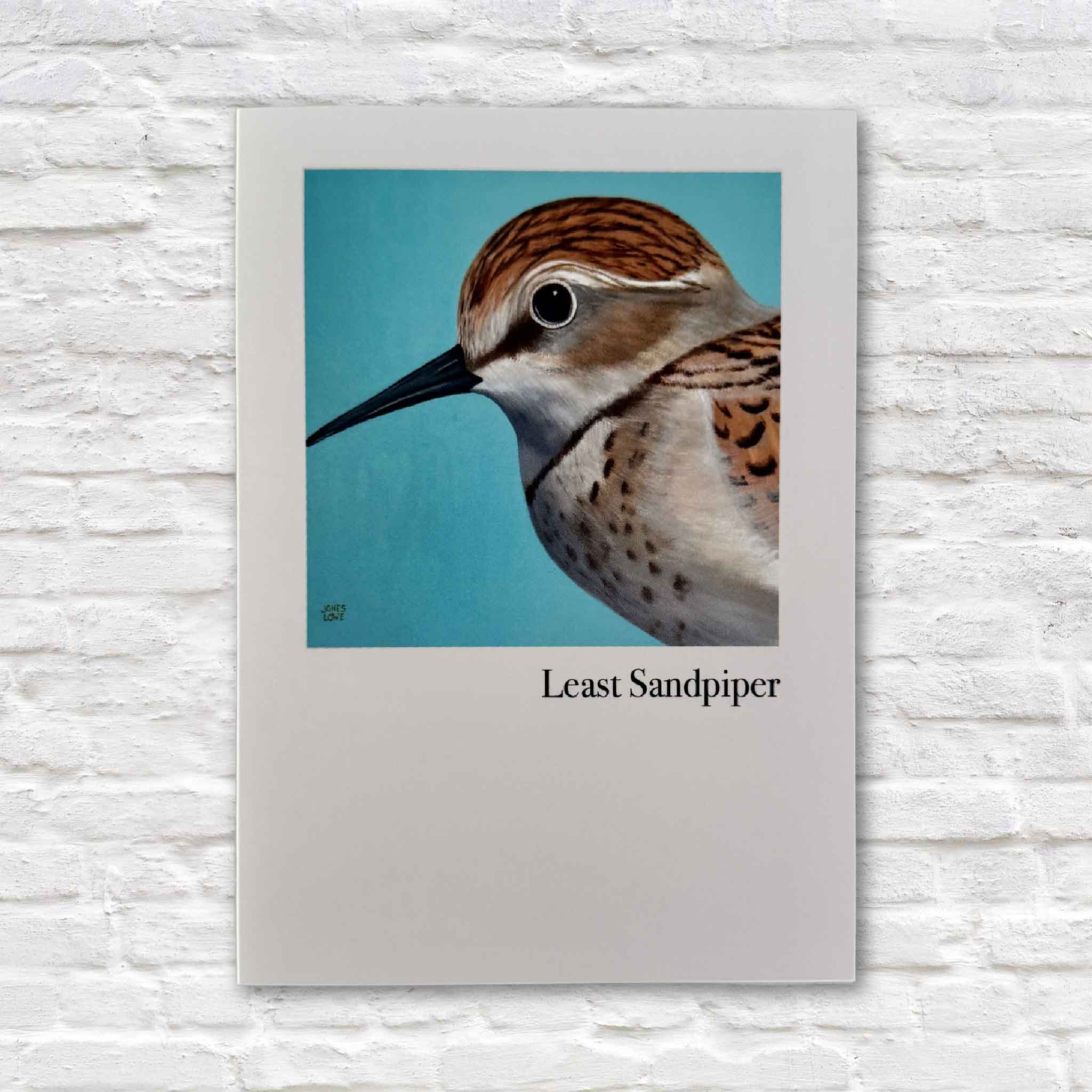 Folded Least Sandpiper blank notecard with matching envelope featuring original artwork by Georgetown artist Nancy Jones Lowe, part of the Lowcountry Shorebirds Notecard Set available at Gray Man Gallery in Pawleys Island, South Carolina.
