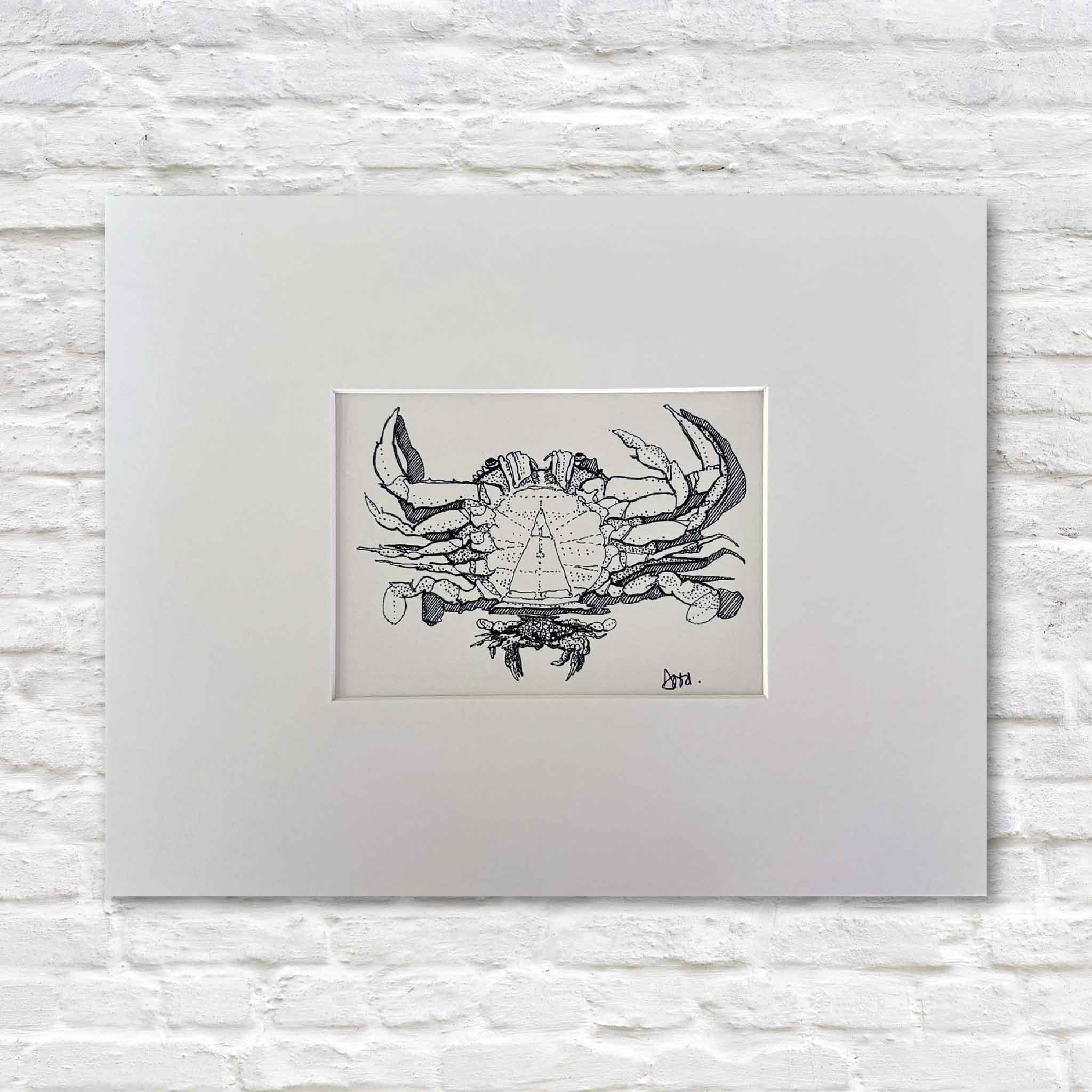 Blue Crab by Todd Halamka, a detailed pen-and-ink coastal print professionally matted to fit a standard 11x14 frame, available at Gray Man Gallery in Pawleys Island, South Carolina.