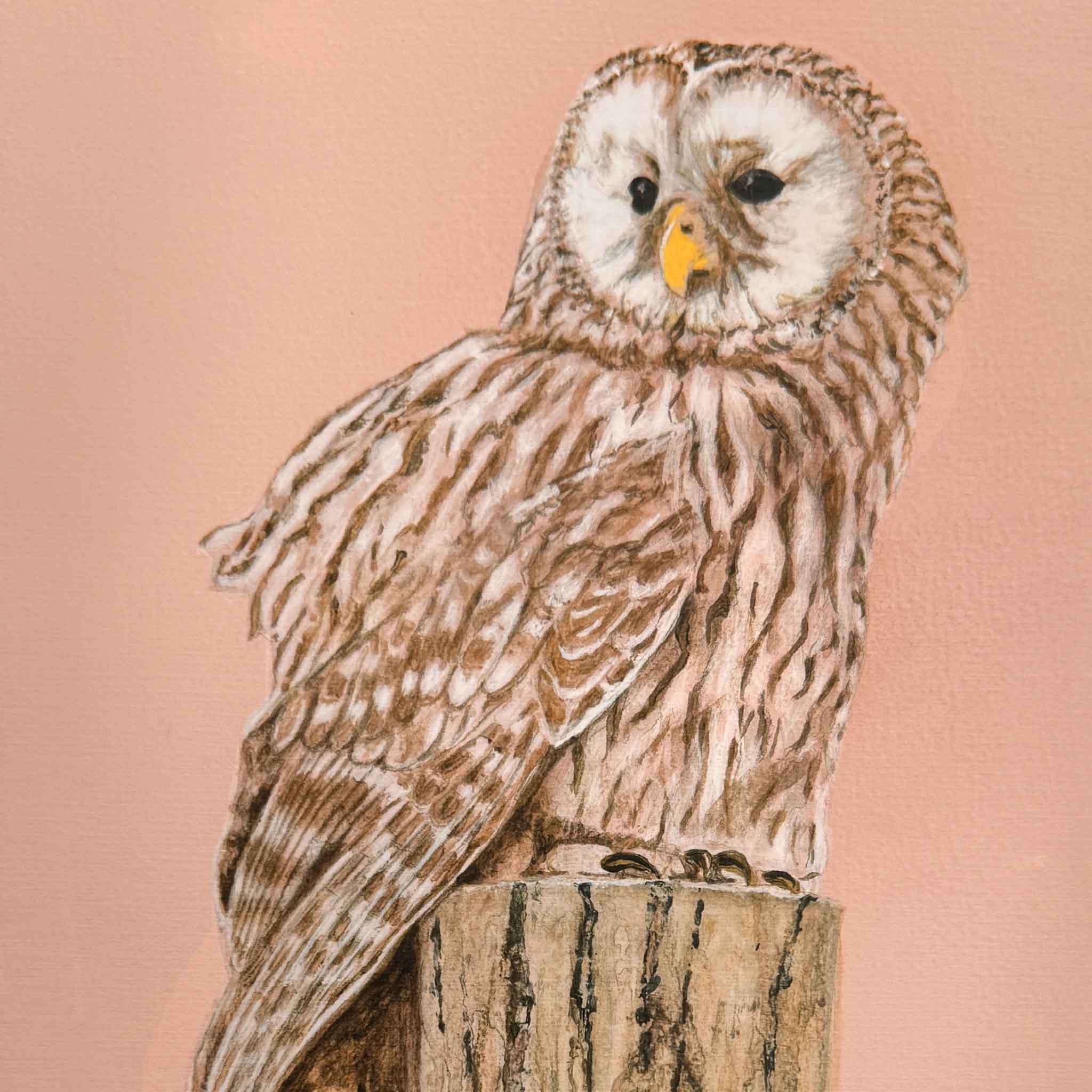 Close-up of Mimi Beaver’s owl watercolor showing detailed feathers and warm peach background, used as the cover image for the Mimi Beaver Giving Collection benefiting senior dogs.