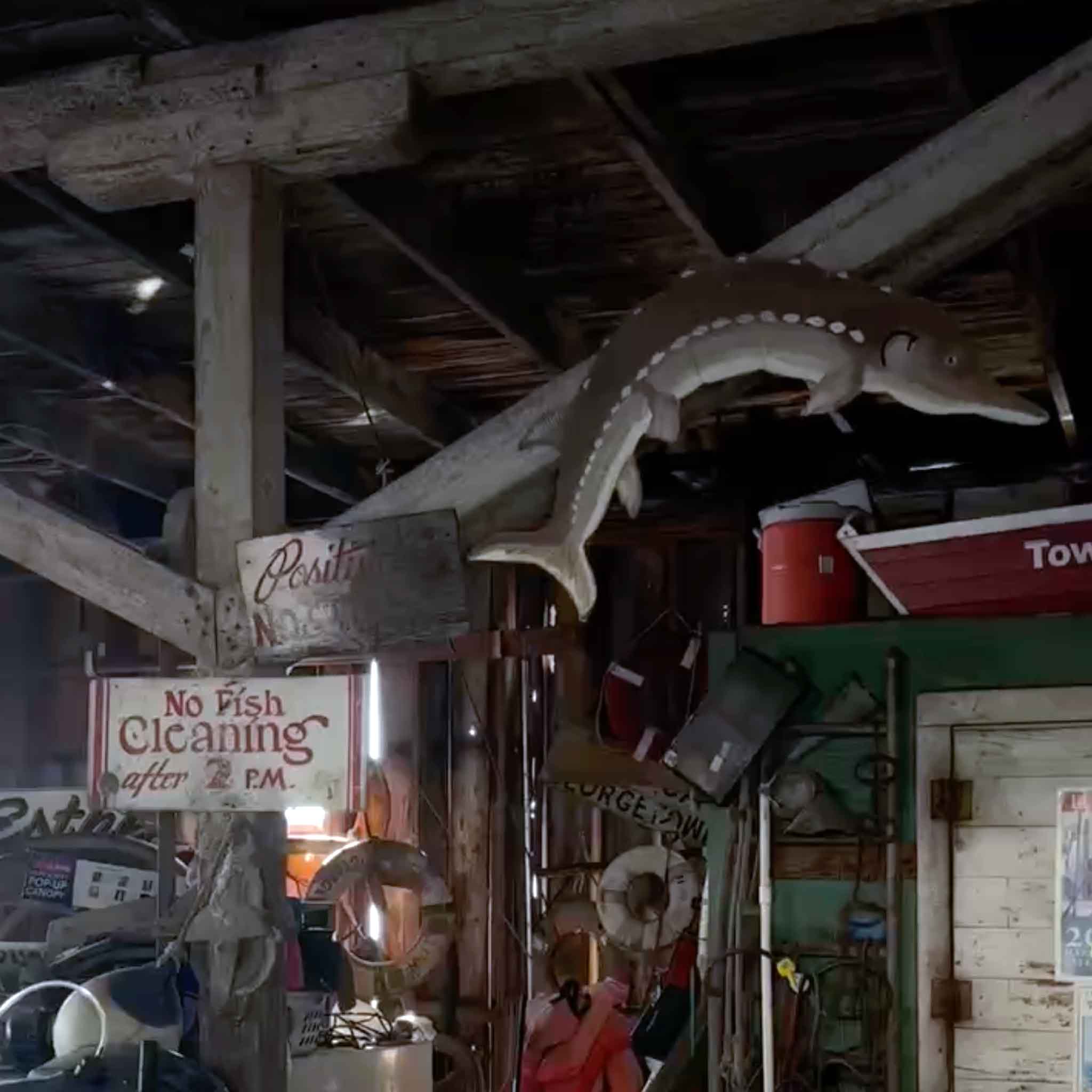 Hand-carved sturgeon hanging inside the historic Cathou Fish House in Georgetown, South Carolina, the inspiration for Vida Miller’s individually hand-painted sturgeon remarques on her limited-edition 2026 Georgetown Wooden Boat Show posters, available exclusively at Gray Man Gallery in Pawleys Island.