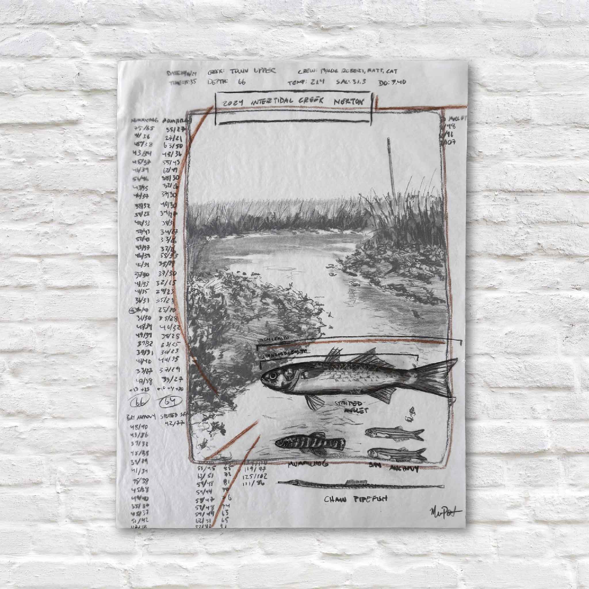 Intertidal Creek Nekton, an 18 x 24 original charcoal drawing by Maggie Pelton featuring layered imagery of an intertidal creek, fish studies, and field data inspired by sampling near Town Creek and available at Gray Man Gallery.