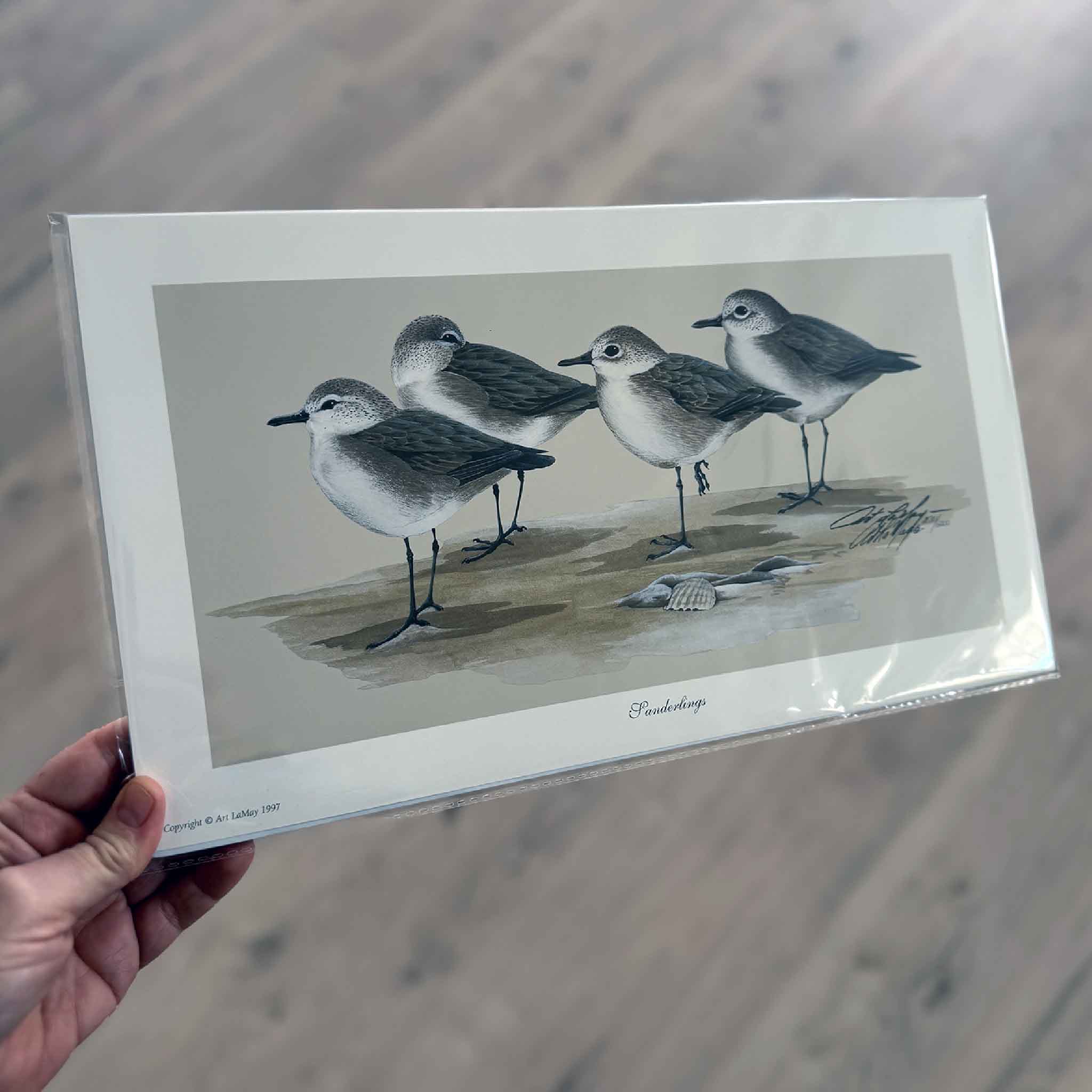 Signed wildlife print of sanderlings by artist Art LaMay, featuring detailed coastal shorebirds on sand — available at Gray Man Gallery in Pawleys Island